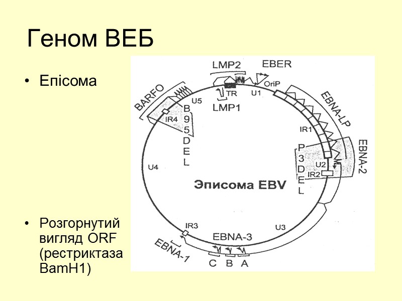 Геном ВЕБ Епісома       Розгорнутий вигляд ORF (рестриктаза BamH1)